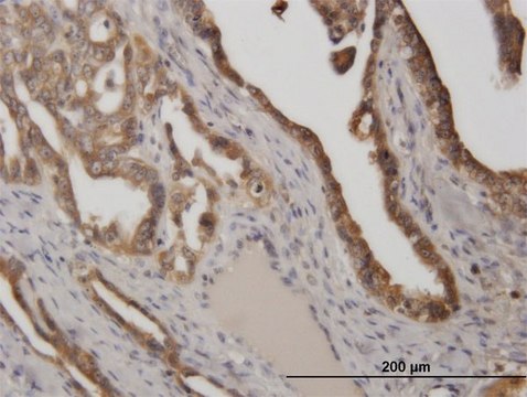 Monoclonal Anti-STIP1 antibody produced in mouse clone 2E1, purified immunoglobulin, buffered aqueous solution