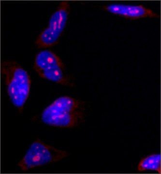 Anti-B23 antibody, Mouse monoclonal clone FC82291, purified from hybridoma cell culture