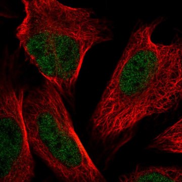 Anti-NSMCE4A antibody produced in rabbit Prestige Antibodies&#174; Powered by Atlas Antibodies, affinity isolated antibody