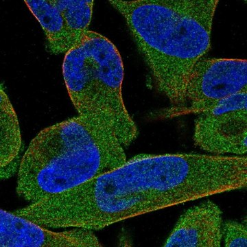 Anti-STRIP1 antibody produced in rabbit Prestige Antibodies&#174; Powered by Atlas Antibodies, affinity isolated antibody