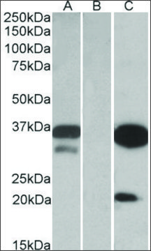 Anti-DAPP1 antibody produced in goat affinity isolated antibody, buffered aqueous solution