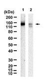 Anti-PSGL-1/CD162 Antibody, clone KPL-1 ZooMAb® Mouse Monoclonal recombinant, expressed in HEK 293 cells