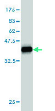 Monoclonal Anti-NANS antibody produced in mouse clone 3G6, purified immunoglobulin, buffered aqueous solution