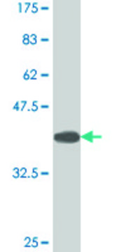 Monoclonal Anti-TBX21 antibody produced in mouse clone 3D7, purified immunoglobulin, buffered aqueous solution