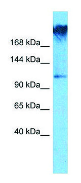 Anti-WDR7 (C-terminal) antibody produced in rabbit affinity isolated antibody