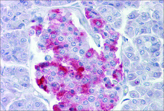 Anti-PCSK1 antibody produced in rabbit affinity isolated antibody