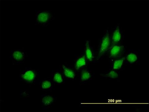 Monoclonal Anti-ATOX1 antibody produced in mouse clone 2E6, purified immunoglobulin, buffered aqueous solution