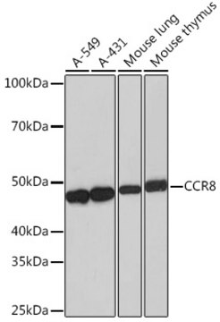 Anti-CCR8 Antibody, clone 9N1Y1, Rabbit Monoclonal