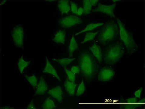 Monoclonal Anti-CDK4, (C-terminal) antibody produced in mouse clone 2G7, purified immunoglobulin, buffered aqueous solution