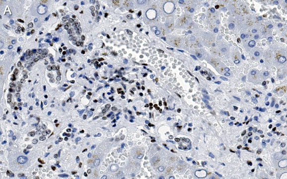 Anti-MeCP2 Antibody, clone 1L20 ZooMAb&#174; Rabbit Monoclonal recombinant, expressed in HEK 293 cells