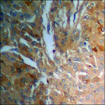 Anti-phospho-MYPT1 (pThr853) antibody produced in rabbit affinity isolated antibody