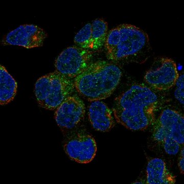 Anti-Cd1C Antibody Produced In Rabbit Prestige Antibodies&#174; Powered by Atlas Antibodies, affinity isolated antibody, buffered aqueous glycerol solution