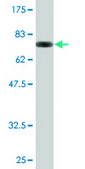 Monoclonal Anti-IRF3 antibody produced in mouse clone 3C8, purified immunoglobulin, buffered aqueous solution