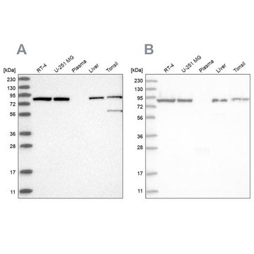 Anti-IMMT antibody produced in rabbit Prestige Antibodies&#174; Powered by Atlas Antibodies, affinity isolated antibody, buffered aqueous glycerol solution