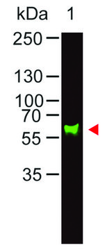 Anti-Monkey IgA (&#945;-chain specific) antibody produced in goat affinity isolated antibody, buffered aqueous solution