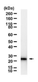 Anti-SLC18A1 Antibody, clone 1J12 ZooMAb® Rabbit Monoclonal recombinant, expressed in HEK 293 cells