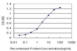ANTI-OTX1 antibody produced in mouse clone 3A5, purified immunoglobulin, buffered aqueous solution