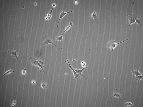 D4M-3A Mouse Melanoma Cell Line