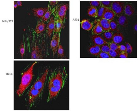 Anti-Vps4/SKD1 Antibody, clone 5E6.1 clone 5E6.1, from mouse