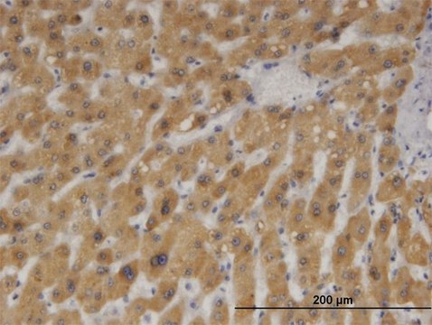 Monoclonal Anti-CYB5A antibody produced in mouse clone 4C2, purified immunoglobulin, buffered aqueous solution