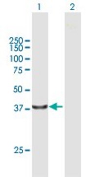 Anti-PCOLCE2 antibody produced in mouse purified immunoglobulin, buffered aqueous solution