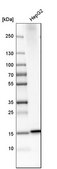 Anti-MGST2 antibody produced in rabbit Prestige Antibodies® Powered by Atlas Antibodies, affinity isolated antibody, buffered aqueous glycerol solution