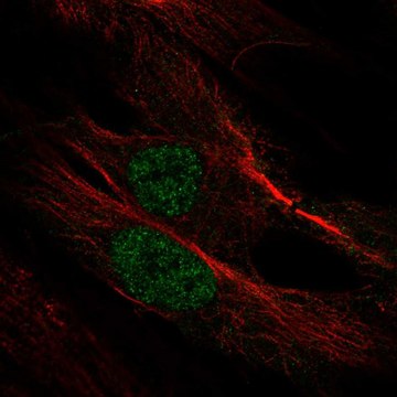 Anti-Myf6 Antibody Produced In Rabbit Prestige Antibodies&#174; Powered by Atlas Antibodies, affinity isolated antibody, buffered aqueous glycerol solution