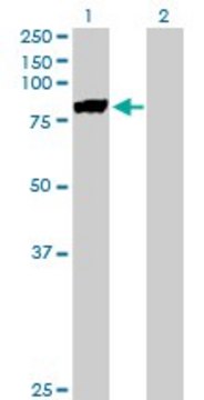 Anti-MST1 antibody produced in mouse purified immunoglobulin, buffered aqueous solution