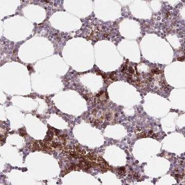 Anti-APOBEC3D antibody produced in rabbit Prestige Antibodies&#174; Powered by Atlas Antibodies, affinity isolated antibody, buffered aqueous glycerol solution