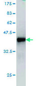 Monoclonal Anti-SNX4 antibody produced in mouse clone 4H8, purified immunoglobulin, buffered aqueous solution