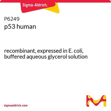 p53 human recombinant, expressed in E. coli, buffered aqueous glycerol solution