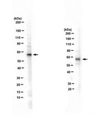 Anti-Transcription Initiation Factor IIA subunit 1 from rabbit, purified by affinity chromatography