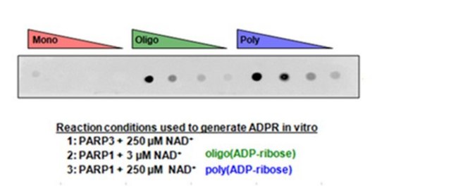 Anti-poly-ADP-ribose binding reagent Anti-poly-ADP-ribose binding reagent is a reagent that selectively binds to ADP ribose for use in Western Blotting, Immunocytochemistry and Dot Blot.