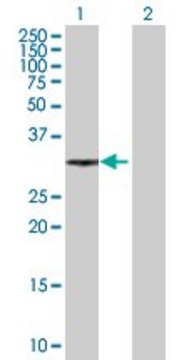 Anti-XRCC2 antibody produced in mouse purified immunoglobulin, buffered aqueous solution