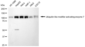 Anti UBA7 Antibody, clone 24GB2660, Rabbit Monoclonal clone 24GB2660, recombinant rabbit monoclonal, expressed in HEK293 cells