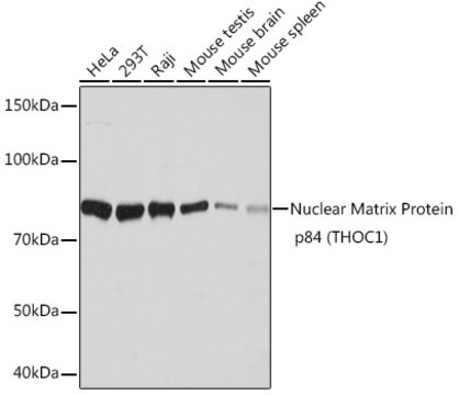 Anti-CRMP1 Antibody, clone 1U7K3, Rabbit Monoclonal