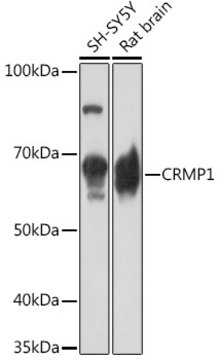 Anti-Nuclear Matrix Protein p84 (THOC1) Antibody, clone 6E3A7, Rabbit Monoclonal