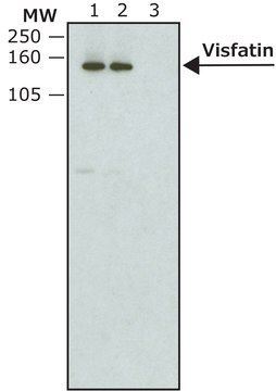 Monoclonal Anti-V5-Peroxidase antibody produced in mouse clone V5-10, purified immunoglobulin, lyophilized powder