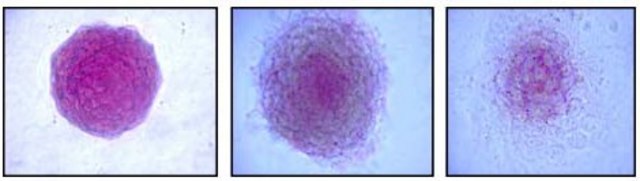 Alkaline Phosphatase Detection Kit This Alkaline Phosphatase Detection Kit is a specific &amp; sensitive tool for the phenotypic assessment of Embryonic Stem (ES) cell differentiation by the determination of AP activity.