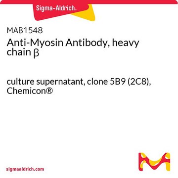 Anti-Myosin Antibody, heavy chain &#946; culture supernatant, clone 5B9 (2C8), Chemicon&#174;