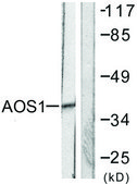 Anti-AOS1 antibody produced in rabbit affinity isolated antibody