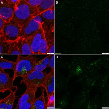 Anti-GABARAP Antibody, clone 8H5