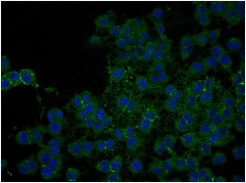 Anti-NG2 Chondroitin Sulfate Proteoglycan, Biotin Conjugate Antibody from rabbit, biotin conjugate