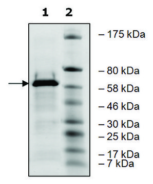 Ash2L human recombinant, expressed in E. coli, &#8805;80% (SDS-PAGE)