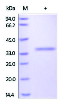 Granzyme B human recombinant, expressed in HEK 293 cells, &#8805;95% (SDS-PAGE)