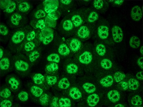 抗-人IgG（全分子）-FITC 山羊抗 IgG fraction of antiserum, buffered aqueous solution