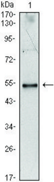 Monoclonal Anti-IL34 antibody produced in mouse clone 1D12, ascites fluid