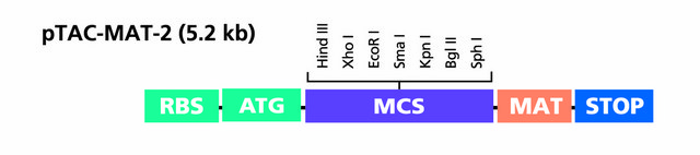 pTAC-MAT-Tag&#174;-2 Expression Vector