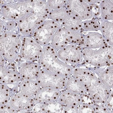 Anti-SNAI1 antibody produced in rabbit Prestige Antibodies&#174; Powered by Atlas Antibodies, affinity isolated antibody