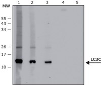 Anti-LC3C antibody produced in rabbit affinity isolated antibody, buffered aqueous solution